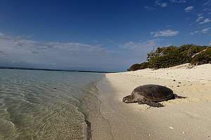 Green Turtle on Heron Island. © Dean Sewell / Greenpeace