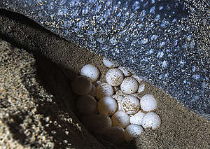 Leatherback Turtle's Eggs in West Papua. © Paul Hilton / Greenpeace