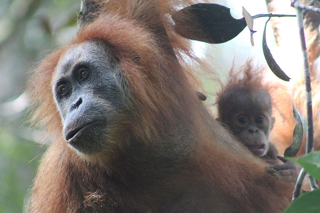 Pongo Tapanuliensis in Northern Sumatra. © James Askew / Sumatran Orangutan Conservation Programme / Greenpeace