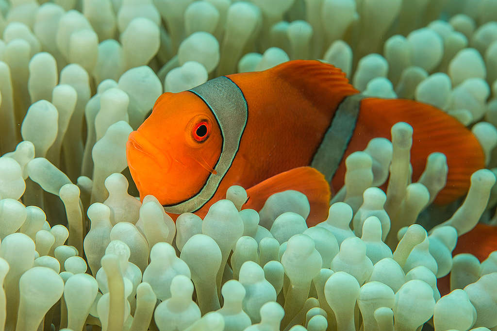 Landscapes and Wildlife in Indonesien. © Markus Mauthe / Greenpeace
