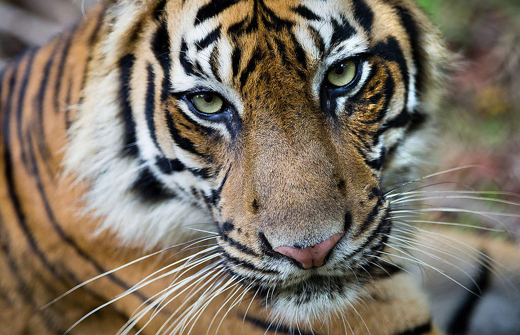 Sumatran Tiger in Tambling Wildlife Nature Conservation. © Paul Hilton / Greenpeace