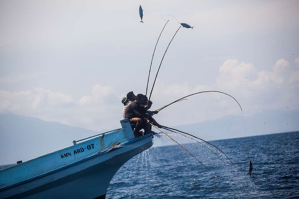 Pole and Line Sustainable Tuna Fishing in Larantuka. © Jurnasyanto Sukarno / Greenpeace