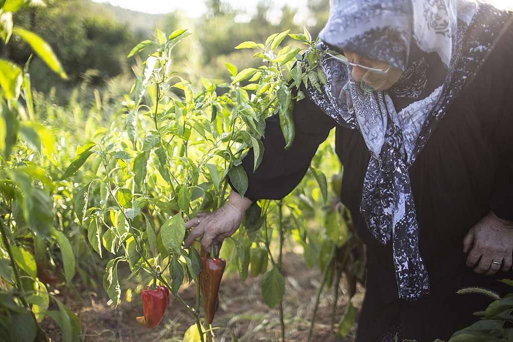Ecological Farmer Fatma Çetin in Turkey. © Caner Ozkan / Greenpeace