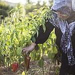 Ecological Farmer Fatma Çetin in Turkey. © Caner Ozkan / Greenpeace