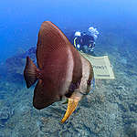 Dicari: Oceans Campaigner (Oceans & Fisheries Science)