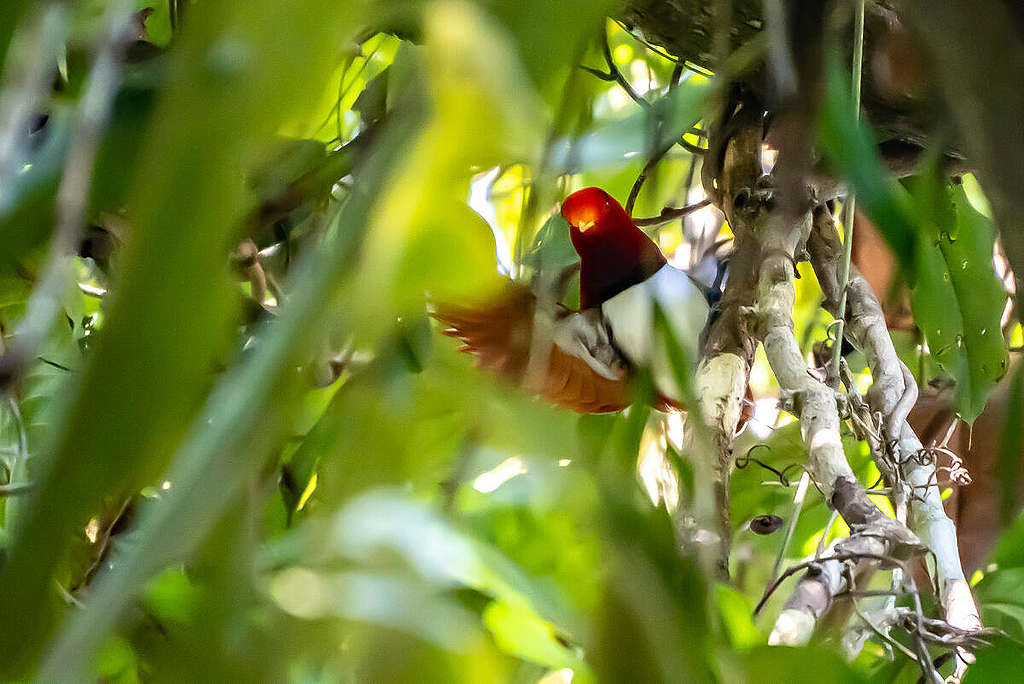 King Bird of Paradise in Papua.