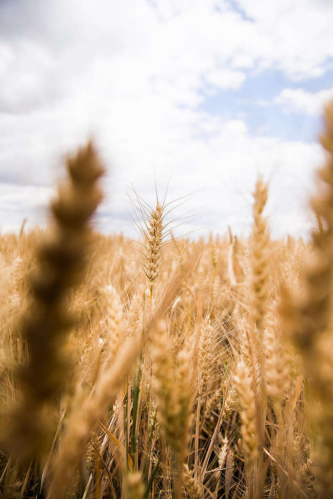Plants in Saxony-Anhalt, Germany. © Lucas Wahl / Greenpeace