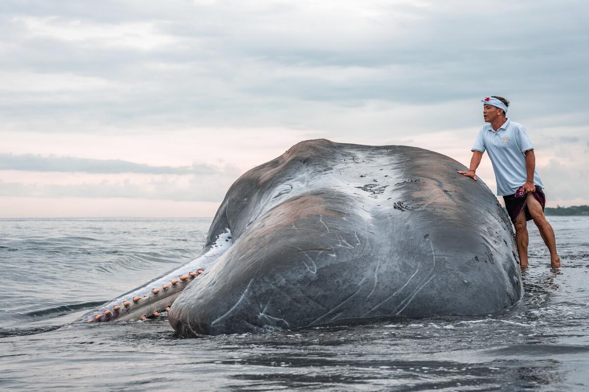 Dead Sperm Whale in Indonesian Coastline. © Alex Westover / Greenpeace Dead Sperm Whale in Indonesian Coastline. © Alex Westover / Greenpeace