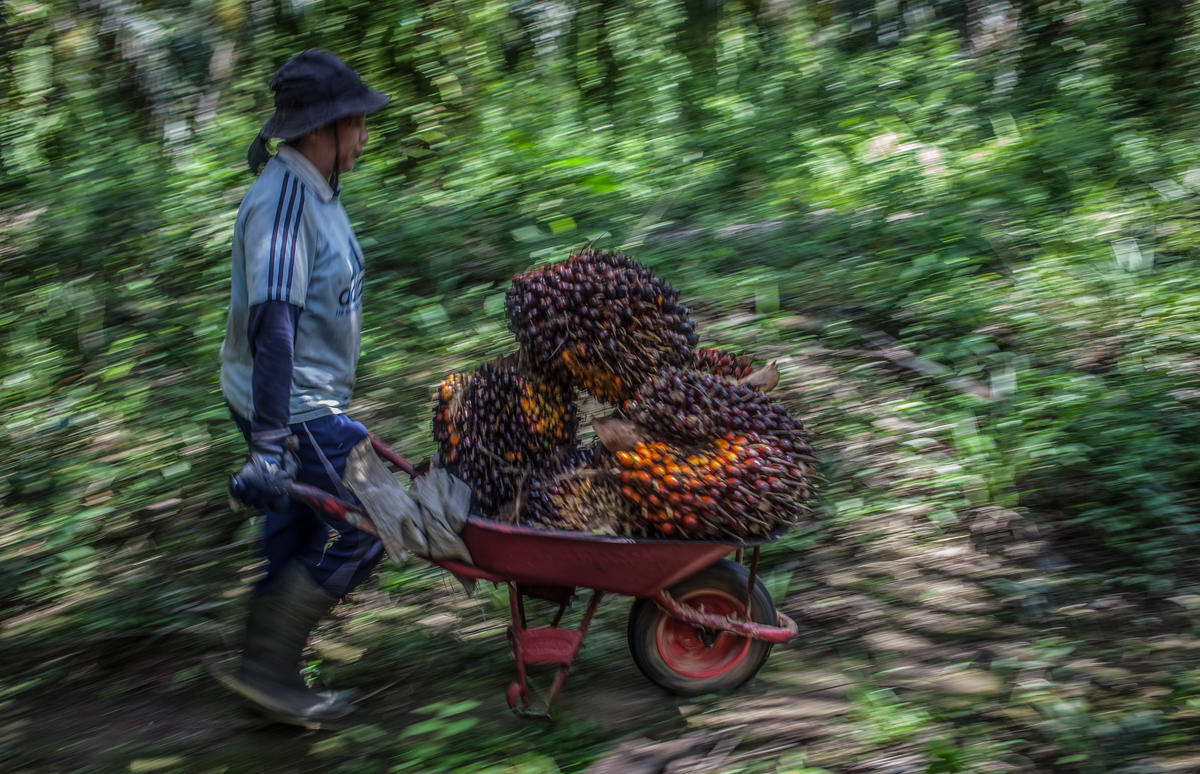 Petani Kecil Bisa Bebas-Deforestasi dan Mengakses Pasar Global