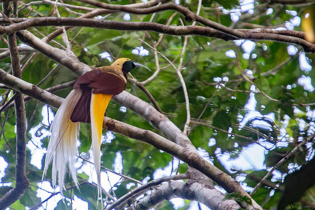 Lesser Bird of Paradise in Papua. © Jurnasyanto Sukarno / Greenpeace Lesser Bird of Paradise in Papua. © Jurnasyanto Sukarno / Greenpeace