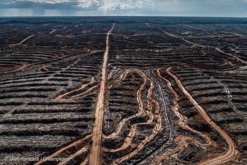 Deforestasi di konsesi Kelapa Sawit PT Megakarya Jaya Raya (PT MJR ...
