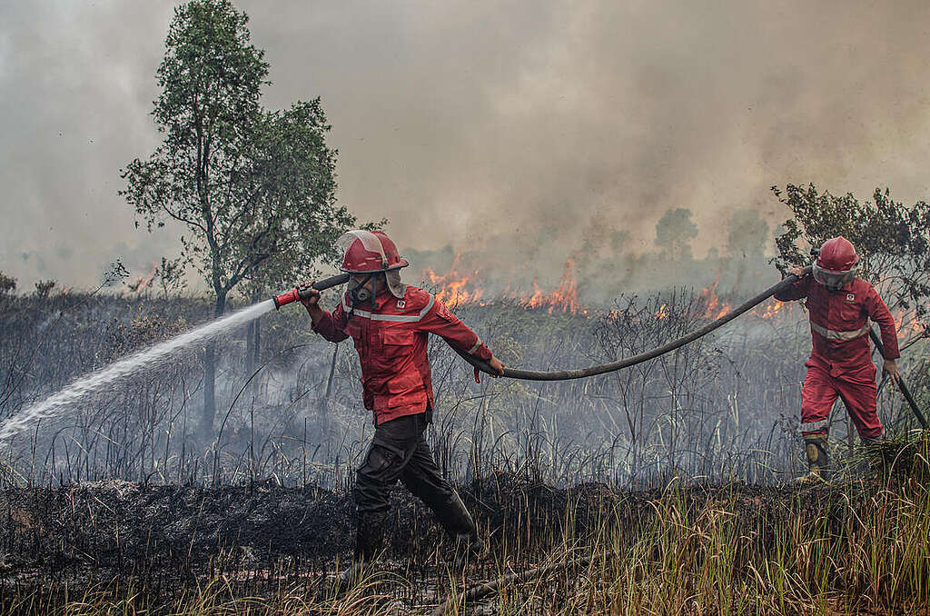 Forest and Peatland Fires in South Sumatra. © Al Zulkifli / Greenpeace