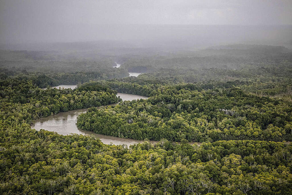 Forest in Southern Papua. © Jurnasyanto Sukarno / Greenpeace