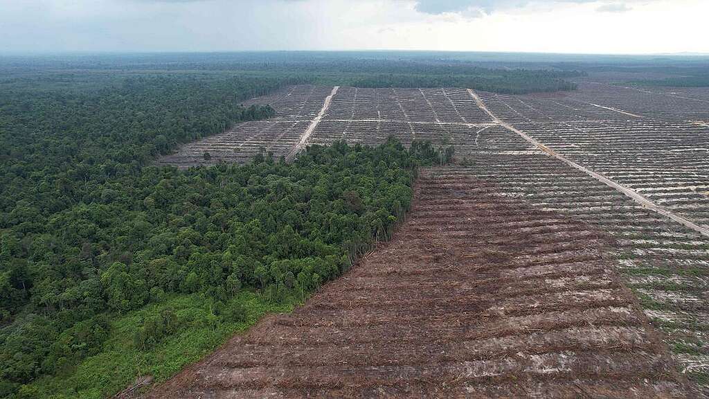 An aerial view shows natural rainforest in West Kalimantan. © An aerial view shows natural rainforest in West Kalimantan. ©
