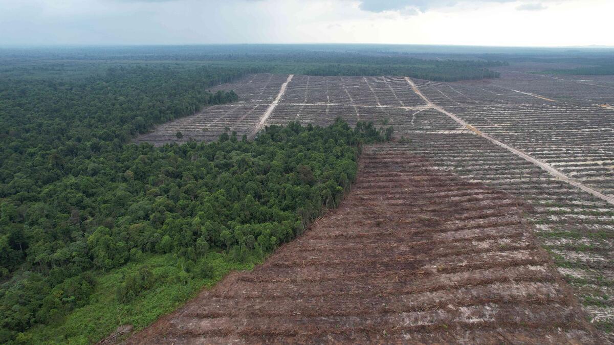 Under The Eagle’s Shadow – Investigasi Greenpeace Temukan Indikasi Kerajaan Bayangan RGE yang Mengancam Hutan Indonesia