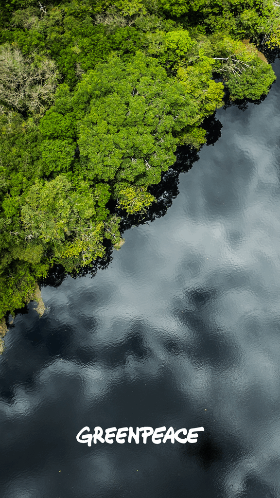 amazon reflection wallpaper greenpeace