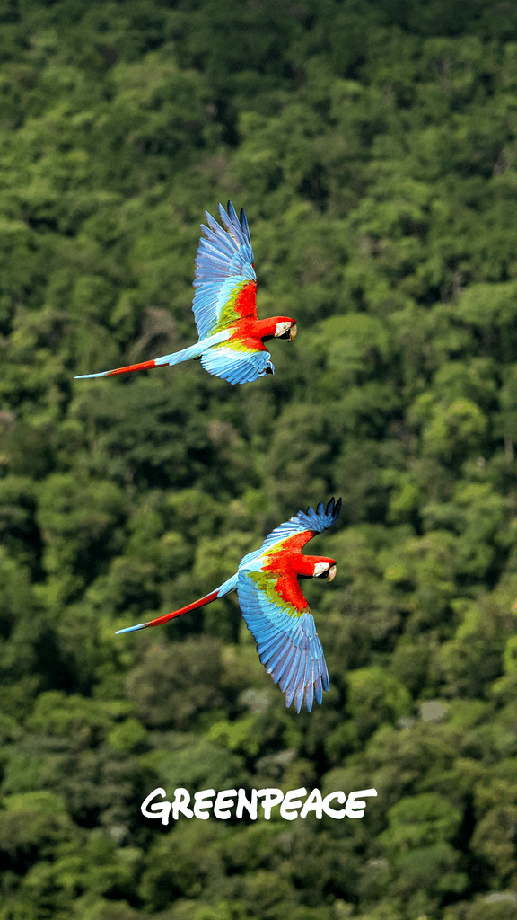 macaw wallpaper greenpeace macaw wallpaper greenpeace