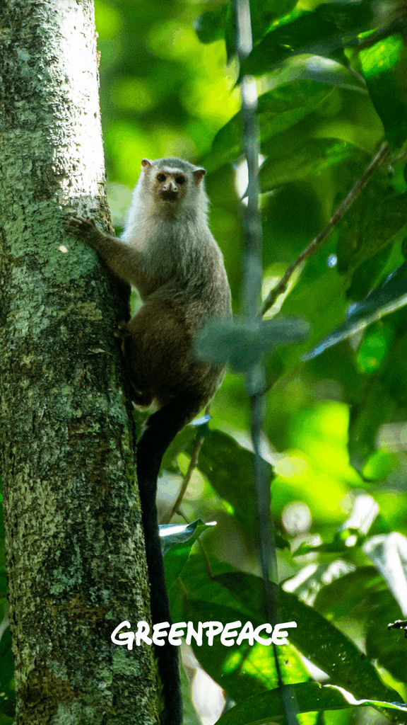 marmoset wallpaper greenpeace marmoset wallpaper greenpeace