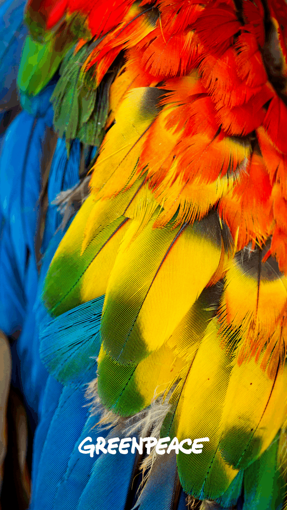 macaw closeup wallpaper greenpeace macaw closeup wallpaper greenpeace