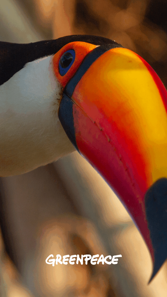 toucan wallpaper greenpeace toucan wallpaper greenpeace
