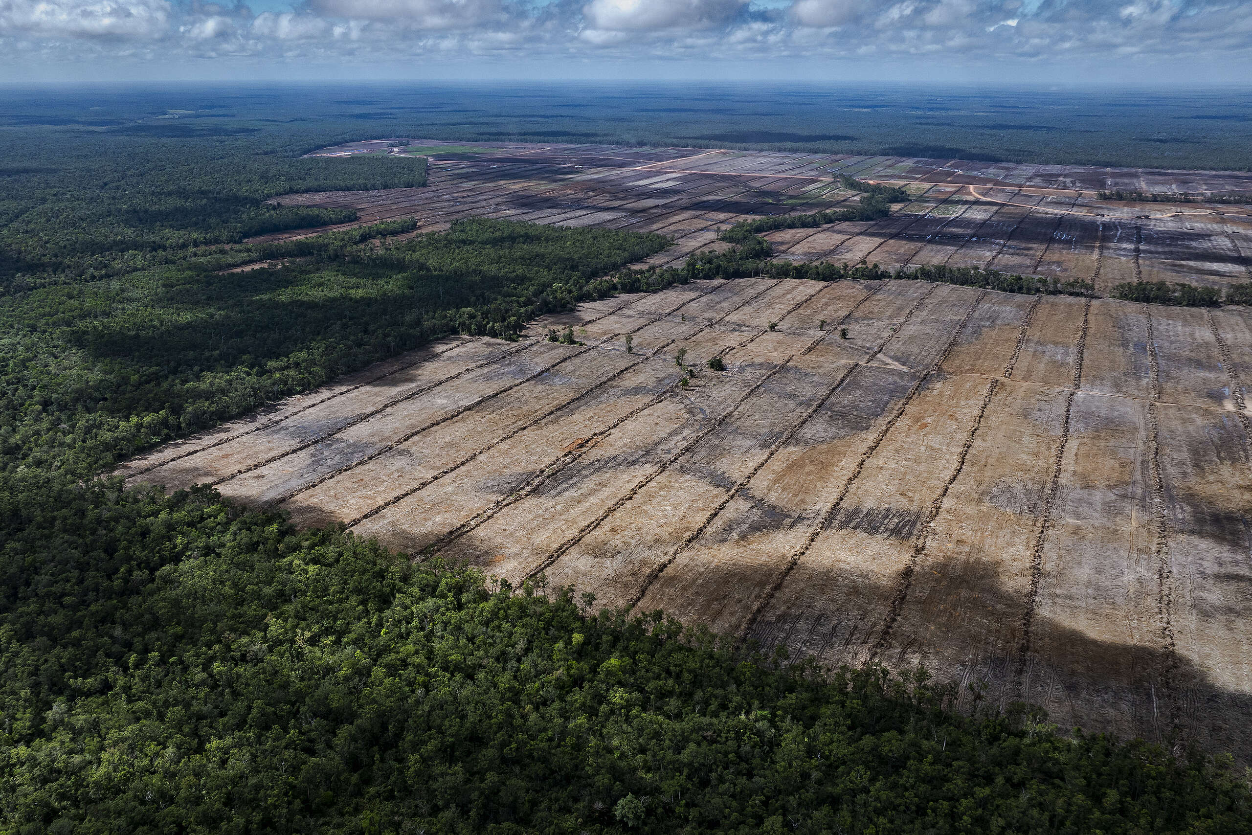Food Estate Merauke COP30