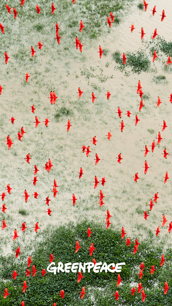 ibis wallpaper greenpeace ibis wallpaper greenpeace