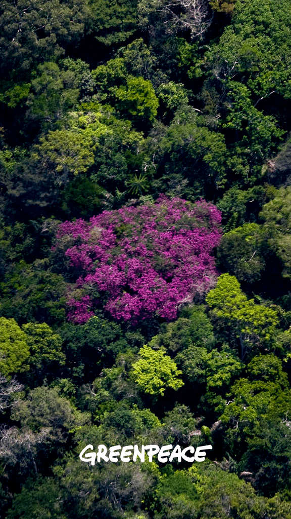 amazon canopy flowering greenpeace