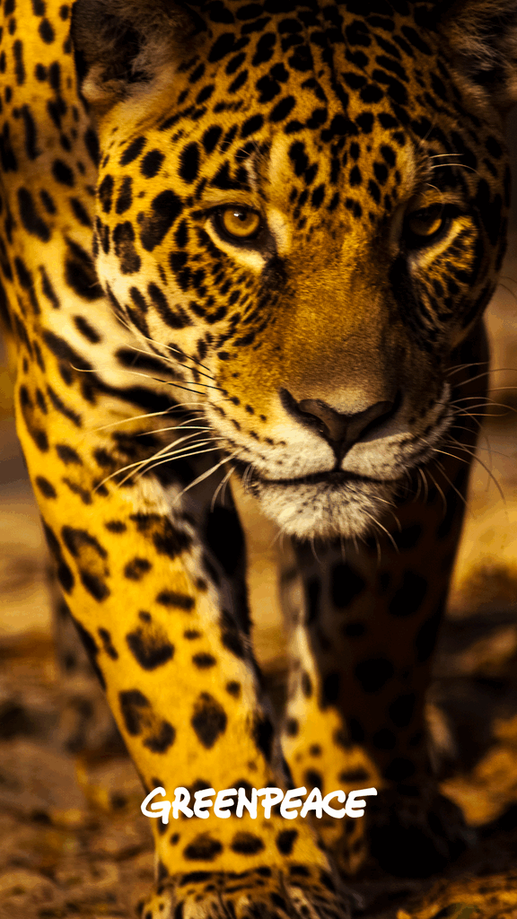 jaguar wallpaper greenpeace jaguar wallpaper greenpeace