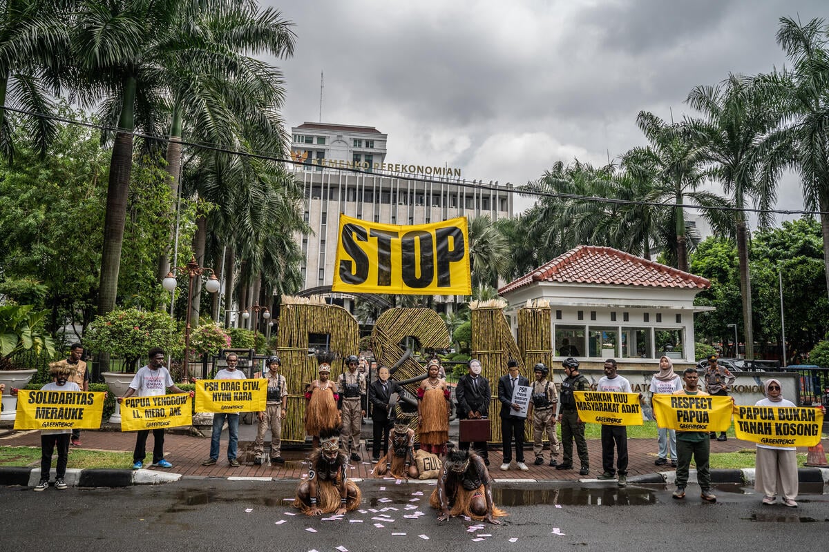 Kritik PSN Tebu Merauke, Greenpeace Gelar Aksi Damai bersama Masyarakat Adat Terdampak PSN