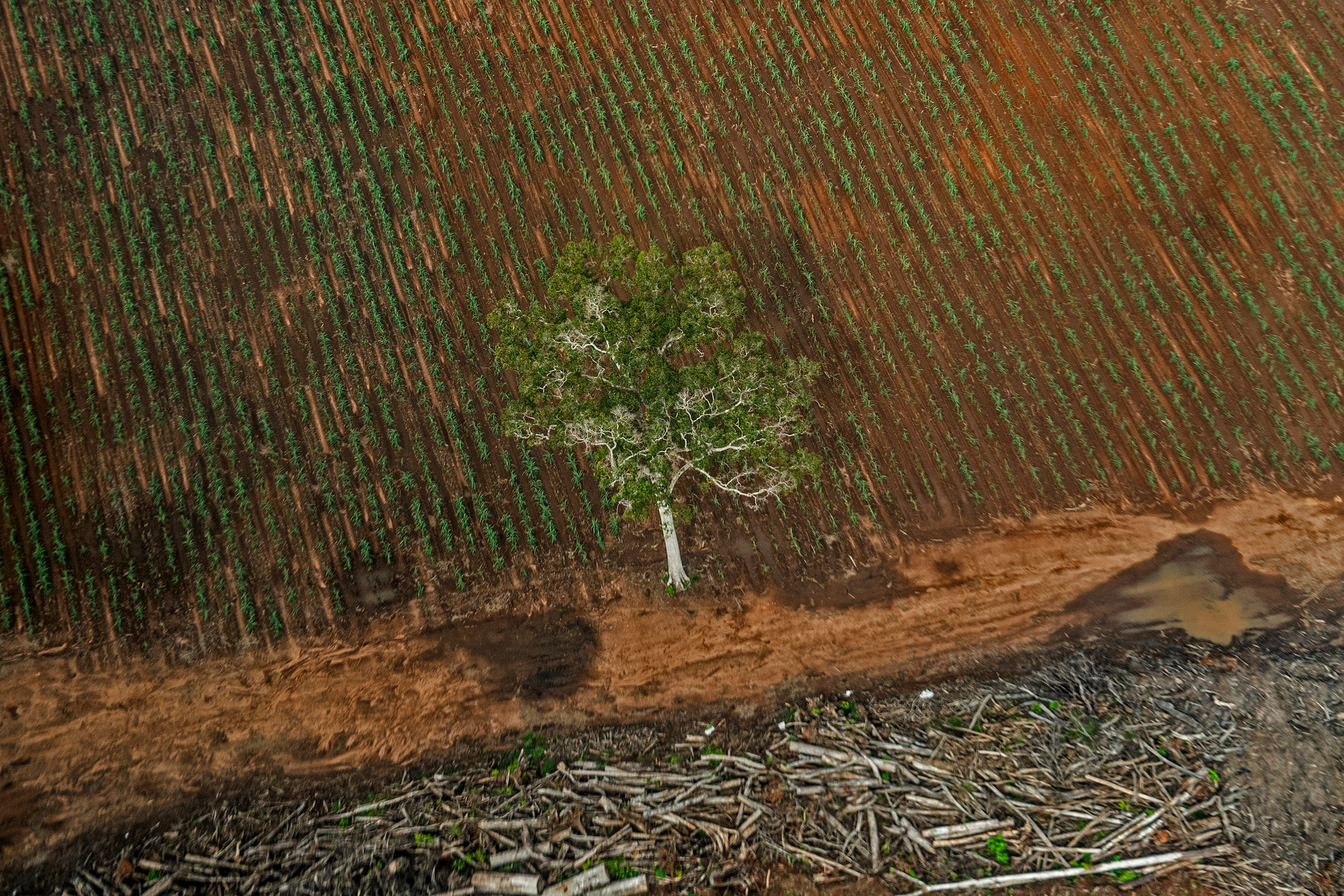Kenyataan Pahit di Balik Janji Manis PSN Tebu Merauke