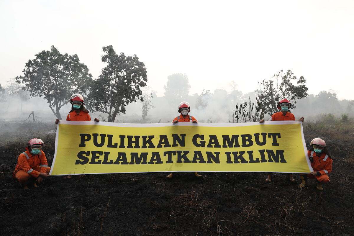 Greenpeace Merespons Keputusan Presiden Prabowo Membentuk Badan Pengelolaan Gambut dan Mangrove Nasional