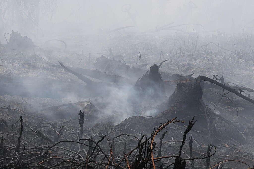 Forest and peatland fires in Sungai Raya Dalam, Kubu Raya Regency, West Kalimantan, Indonesia.