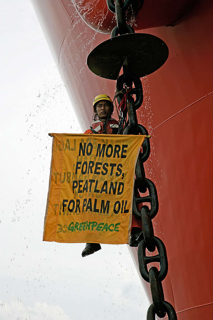 Palm Oil action against Ship Gran Couva in Riau A Greenpeace activist climbs on the anchor chain of the
tanker Gran Couva and displays a banner reading "No more forests, peatland for palm oil" during an action where crew members from the Greenpeace ship MV Esperanza occupied the tanker for 24 hours. The tanker, carrying 27,000 metric tonnes of crude palm oil for the Wilmar Company, was held up from departing to its destination Rotterdam, Netherlands.
Greenpeace is protesting against the destruction of Kampar Peninsula's peatland forest by pulp and paper and palm oil industries and is calling for the Indonesian Government to implement a moratorium on deforestation. Peatland forest is critical for maintaining biodiversity and its degradation releases vast stores of carbon thereby contributing to global climate change.