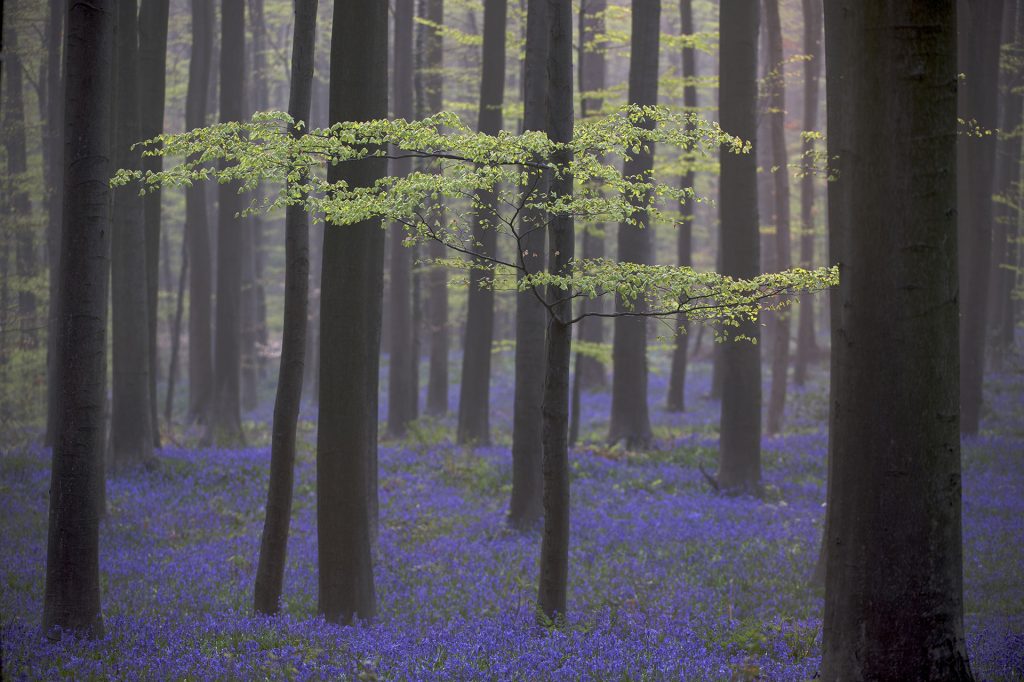 Haller Forest in Belgium © Markus Mauthe / Greenpeace Haller Forest in Belgium © Markus Mauthe / Greenpeace