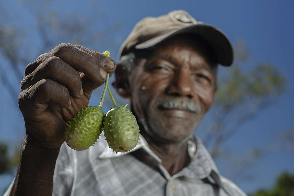 Fruits Produced in the Cerrado Biome, Brazil. © Marizilda Cruppe / Greenpeace Fruits Produced in the Cerrado Biome, Brazil. © Marizilda Cruppe / Greenpeace