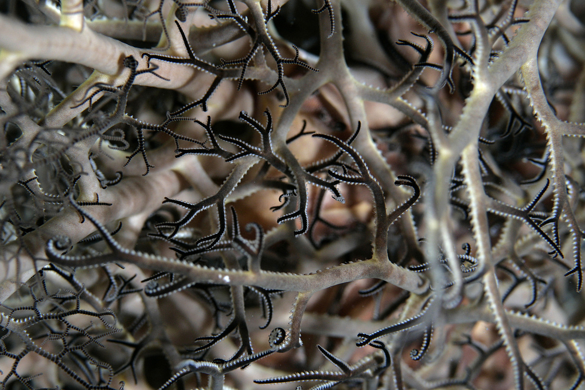 Underwater Life in Dry Tortugas. © Todd Warshaw / Greenpeace