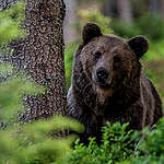 Eurasian Brown Bear in the Carpathians. © Tomáš Hulík / Greenpeace