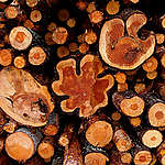 Logged Pine Trees. © Matti Snellman / Greenpeace