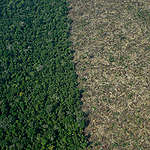 Deforestation in the Karipuna Indigenous Land in the Amazon. © Christian Braga / Greenpeace