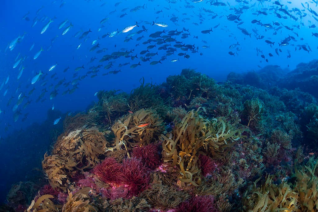 Marine Wildlife at Vema Seamount. © Richard Barnden / Greenpeace