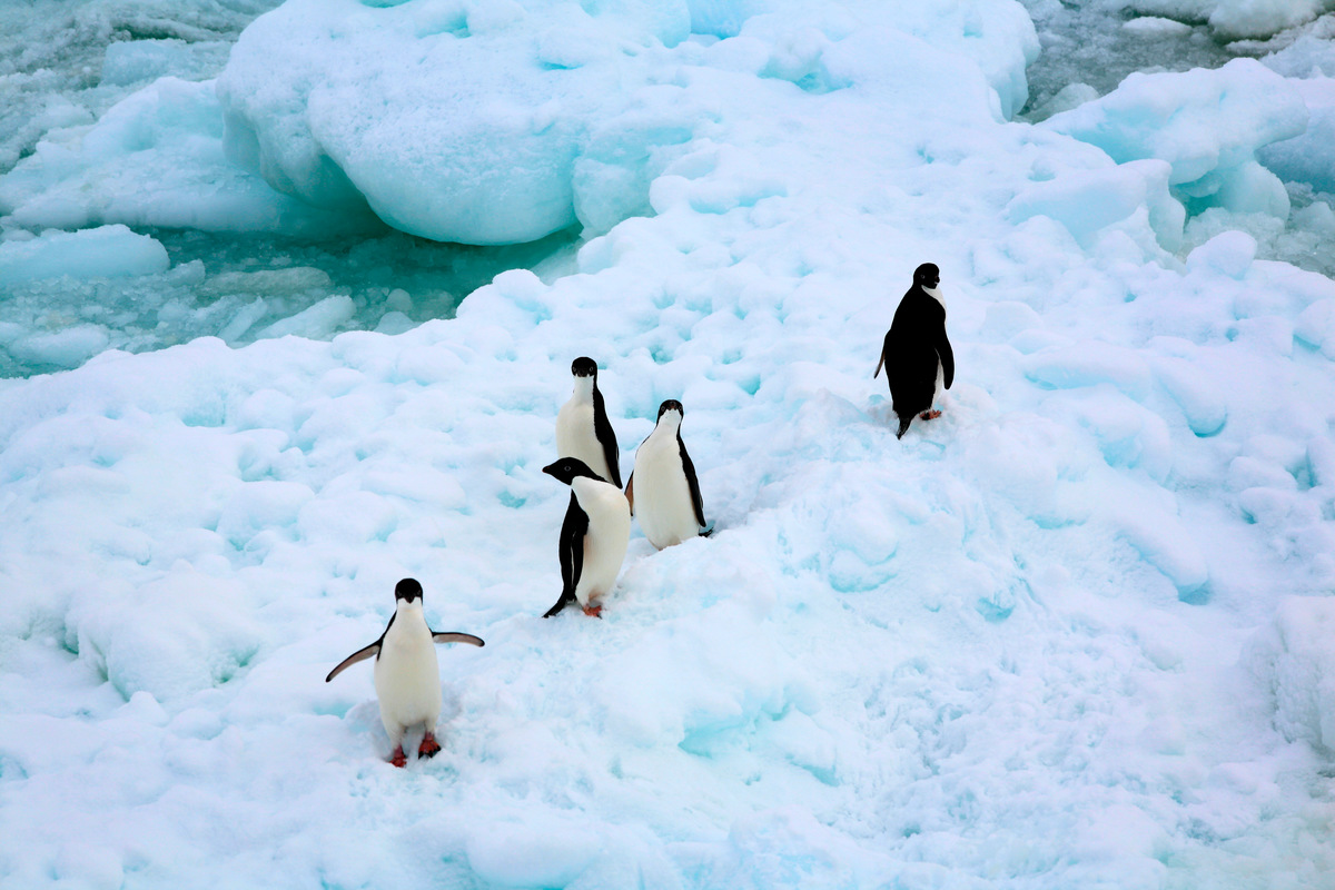 Adeli Penguins in the Southern Ocean © Greenpeace / Jiri Rezac