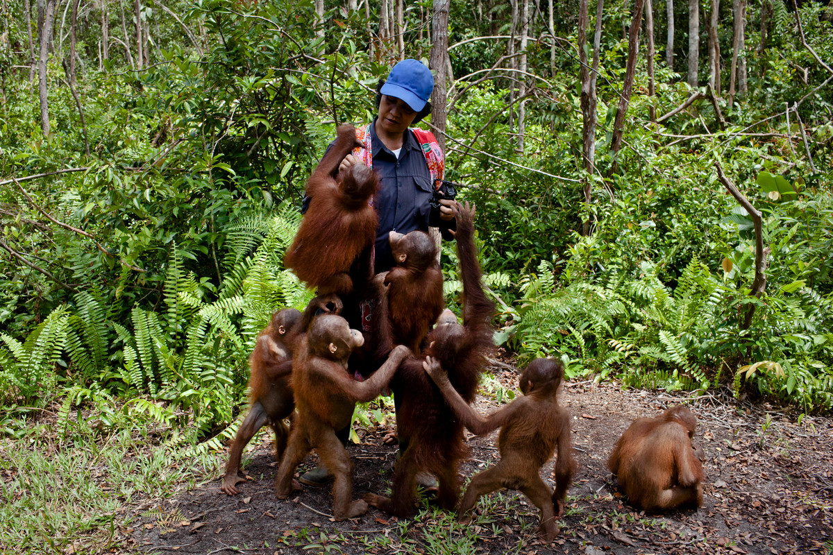  Orangutan in Central Kalimantan © Ulet Ifansasti / Greenpeace