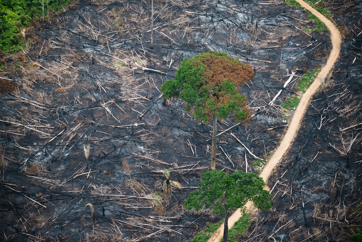 Indigenous land of Cachoeira Seca © Daniel Beltrá / Greenpeace