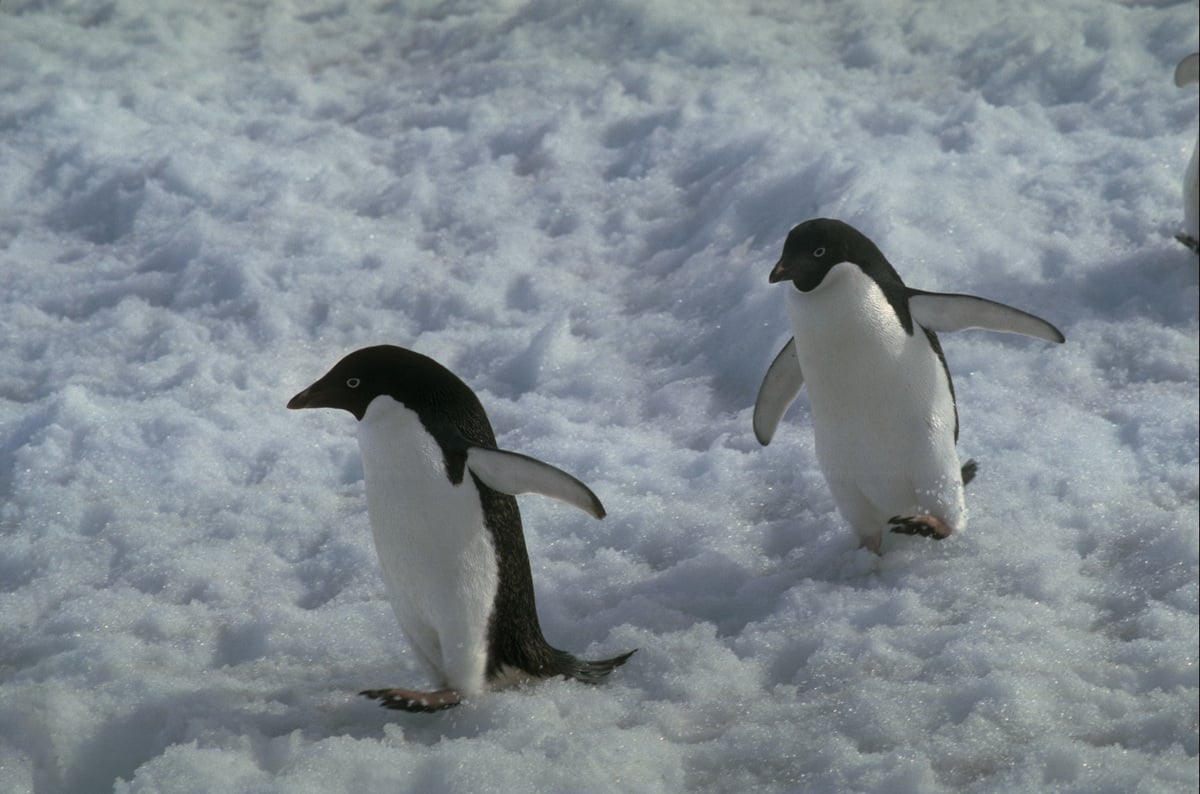 Adelie Penguins in Commonwealth Bay © Greenpeace / Steve Morgan