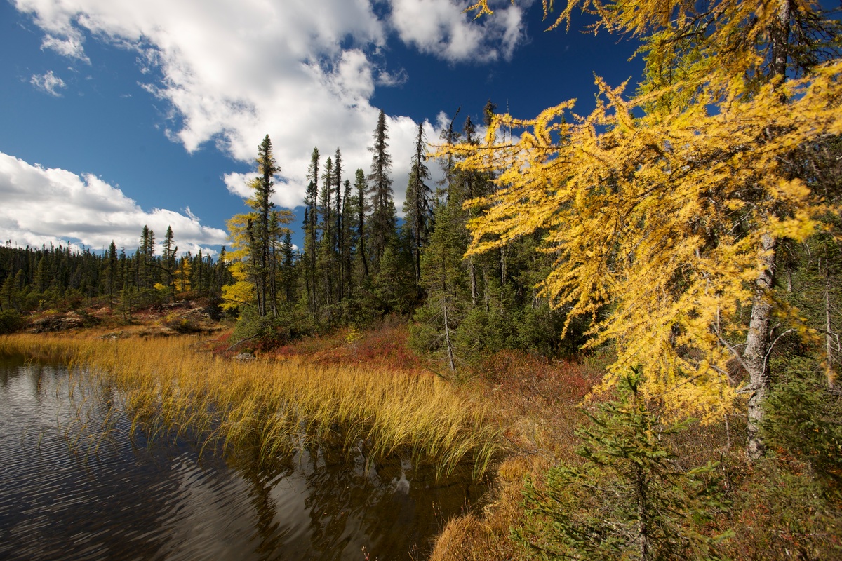 Boreal Forest - Montagnes Blanches, Quebec © Markus Mauthe / Greenpeace