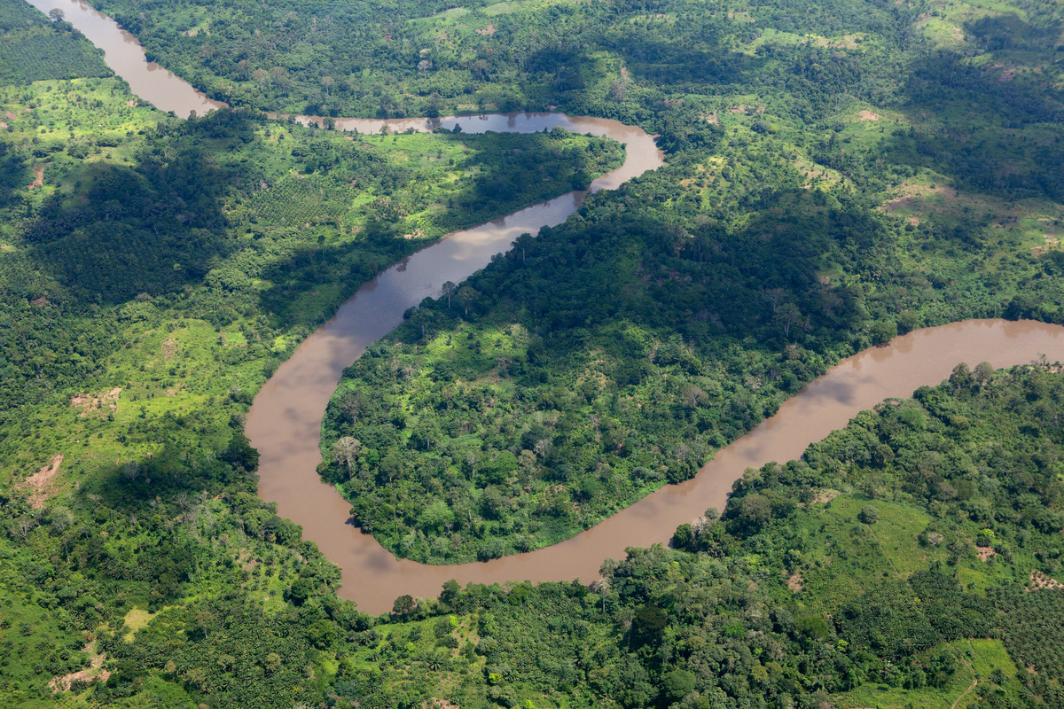 Coastal Rainforest in Cameroon. © Alex Yallop / Greenpeace