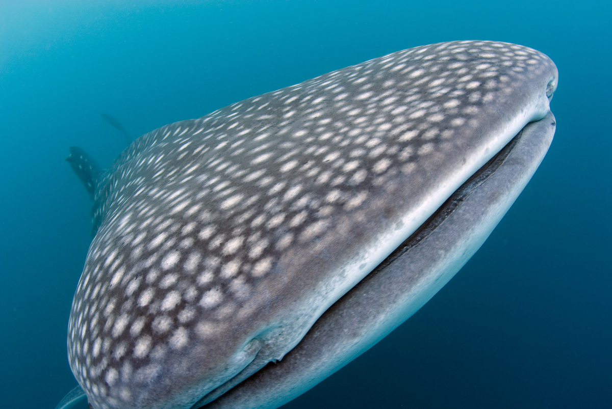 Whale shark © Greenpeace / Gavin Newman