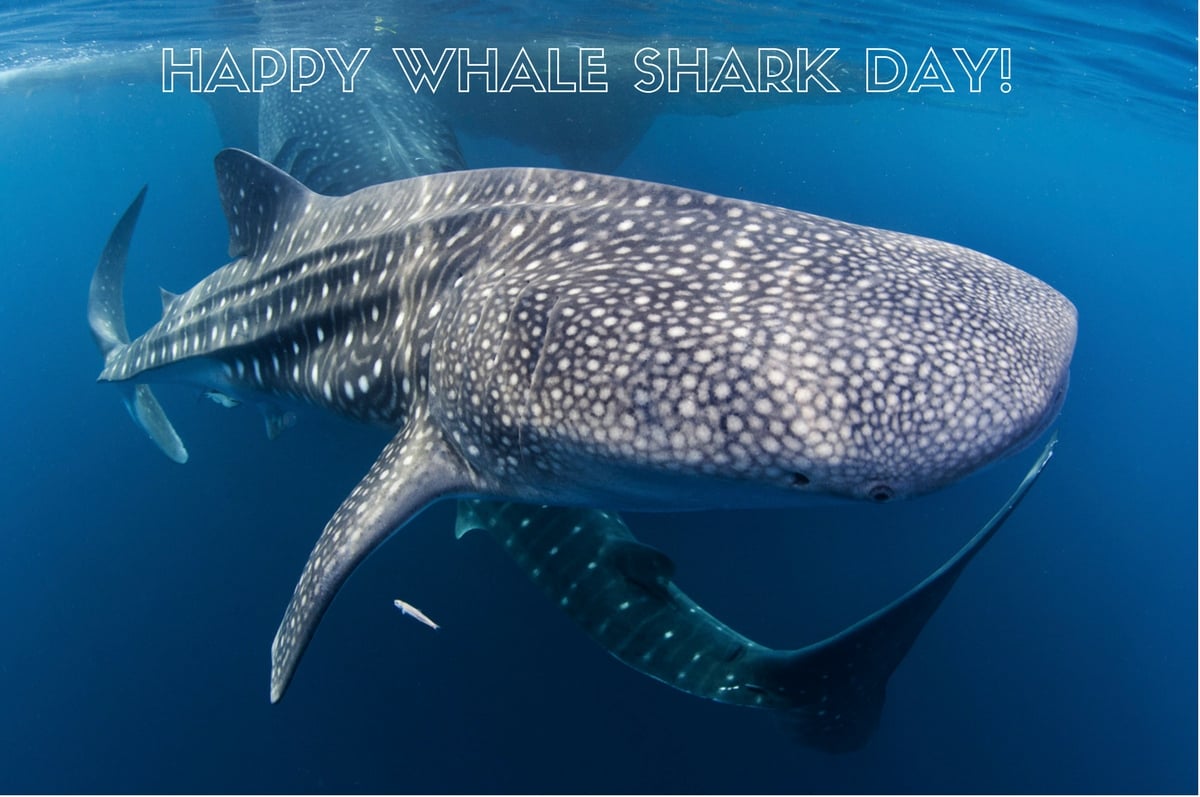 Whale Shark Day