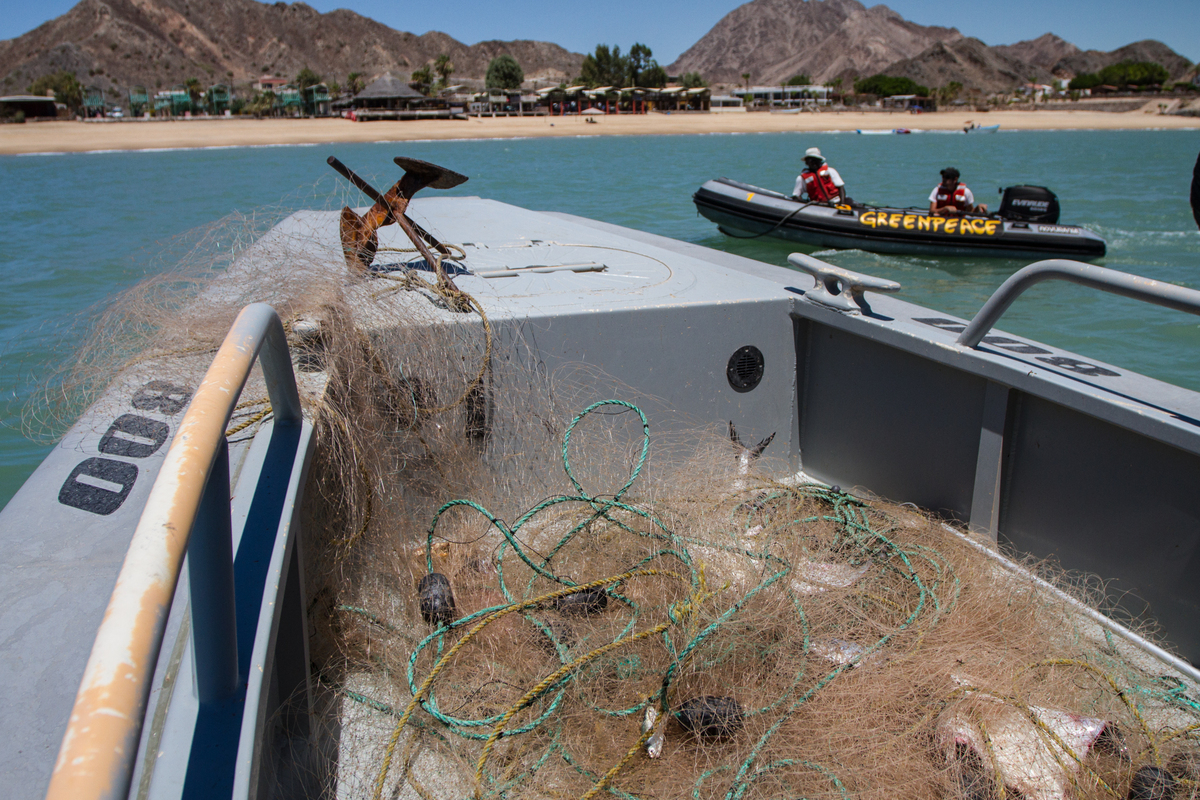 Vaquita Habitat Investigation in Mexico © Carlos Aguilera / Greenpeace