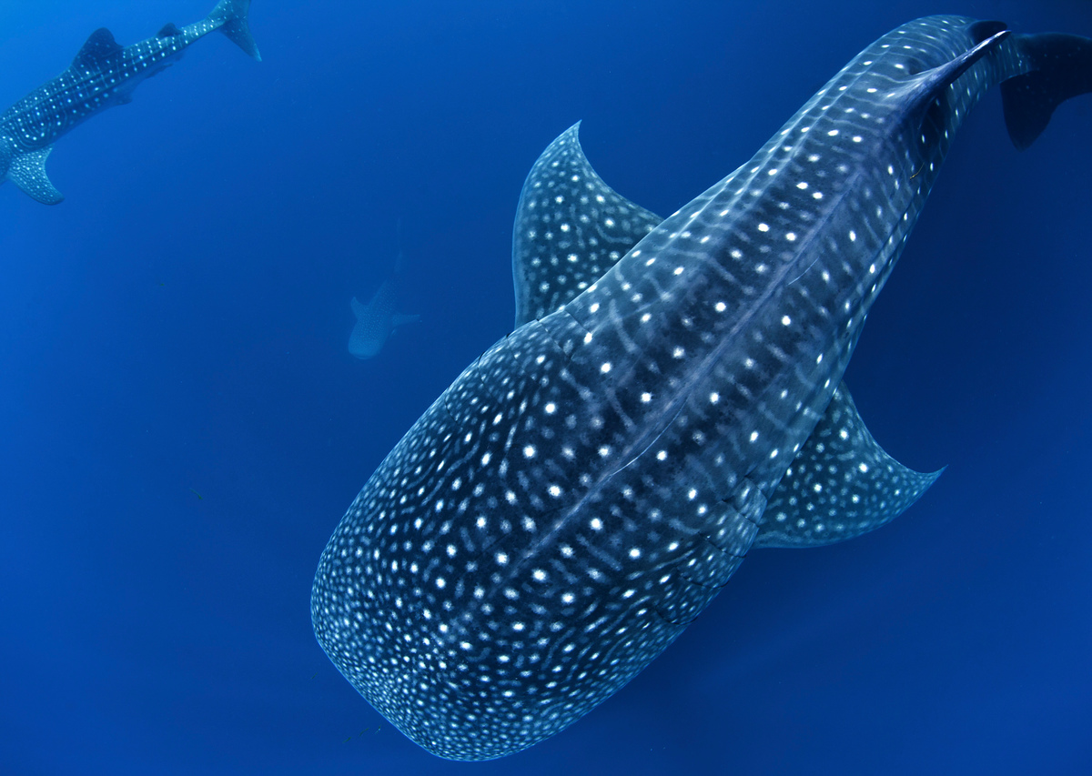 Whale Sharks © Paul Hilton / Greenpeace